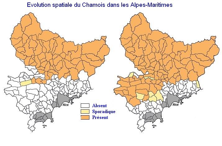 chamois2010