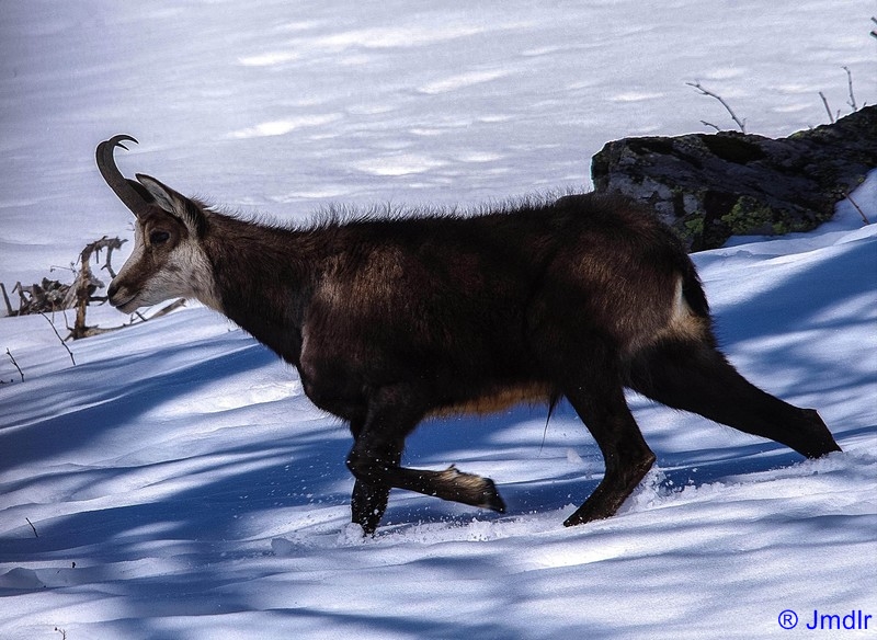 chamois2012jmdlr