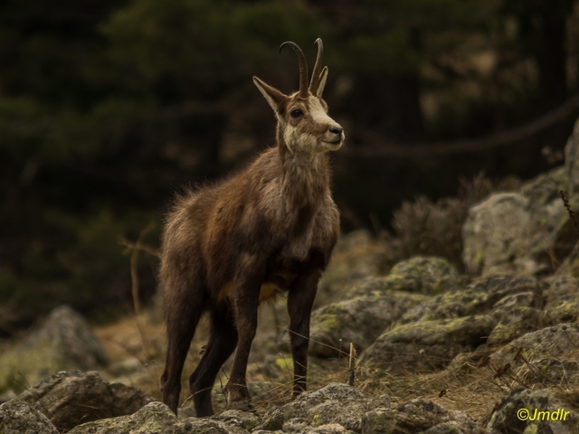chamois_photo2014