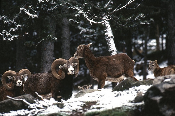 mouflon2012photo