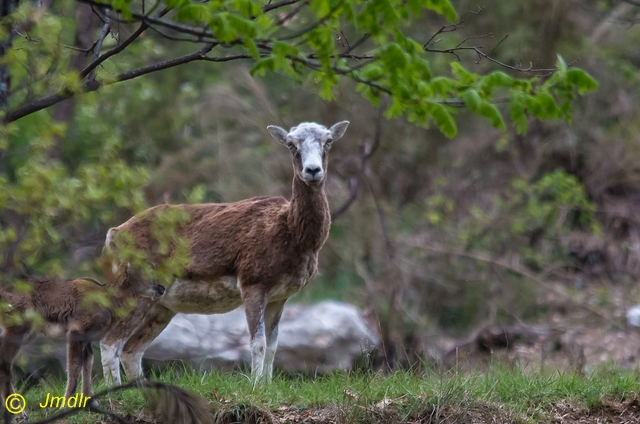 mouflon_femelle_photo2014