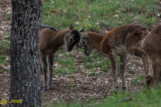 mouflon_jeune_photo2014
