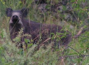 sanglier