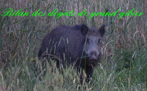 bandeau_gegats_sangliers2012