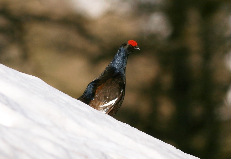 tetras2011_1