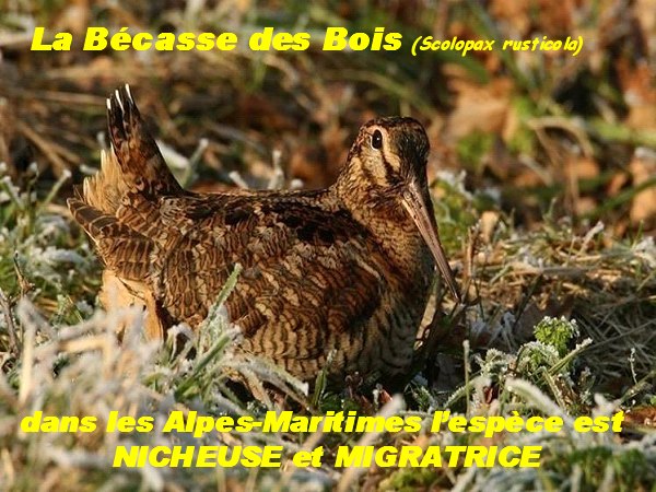becasse3