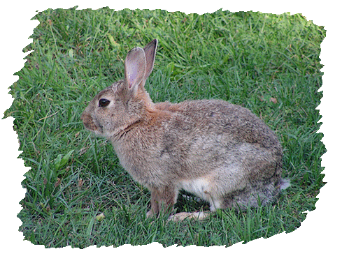 lapins