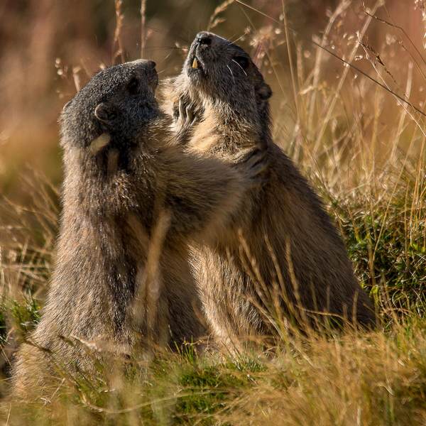 marmotte photo