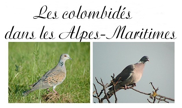 bandeau_colombides3