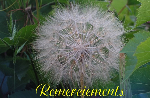 bandeau_remerciements