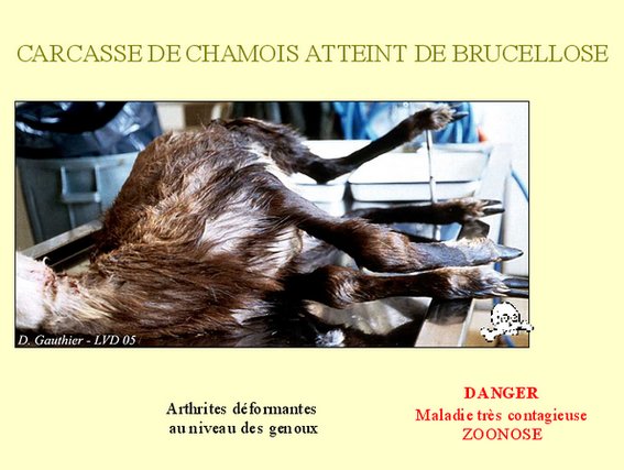 brucellose