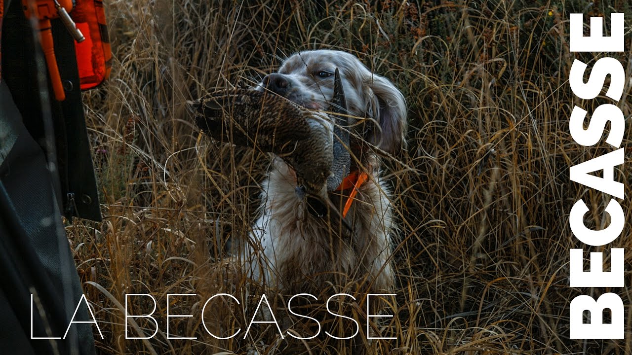 Autocollant Fédération Des Chasseurs De Bretagne - Plastique - 1 Pièce