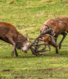 duel de cerfs