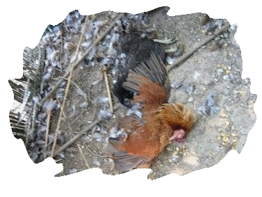 Dégâts de renards dans un poulailler