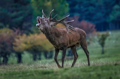 faune image ter