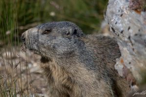 marmotte (Copier)