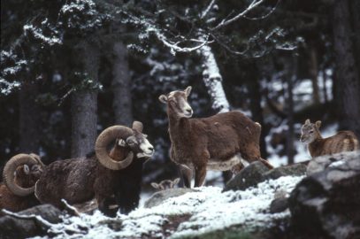 mouflons_neige